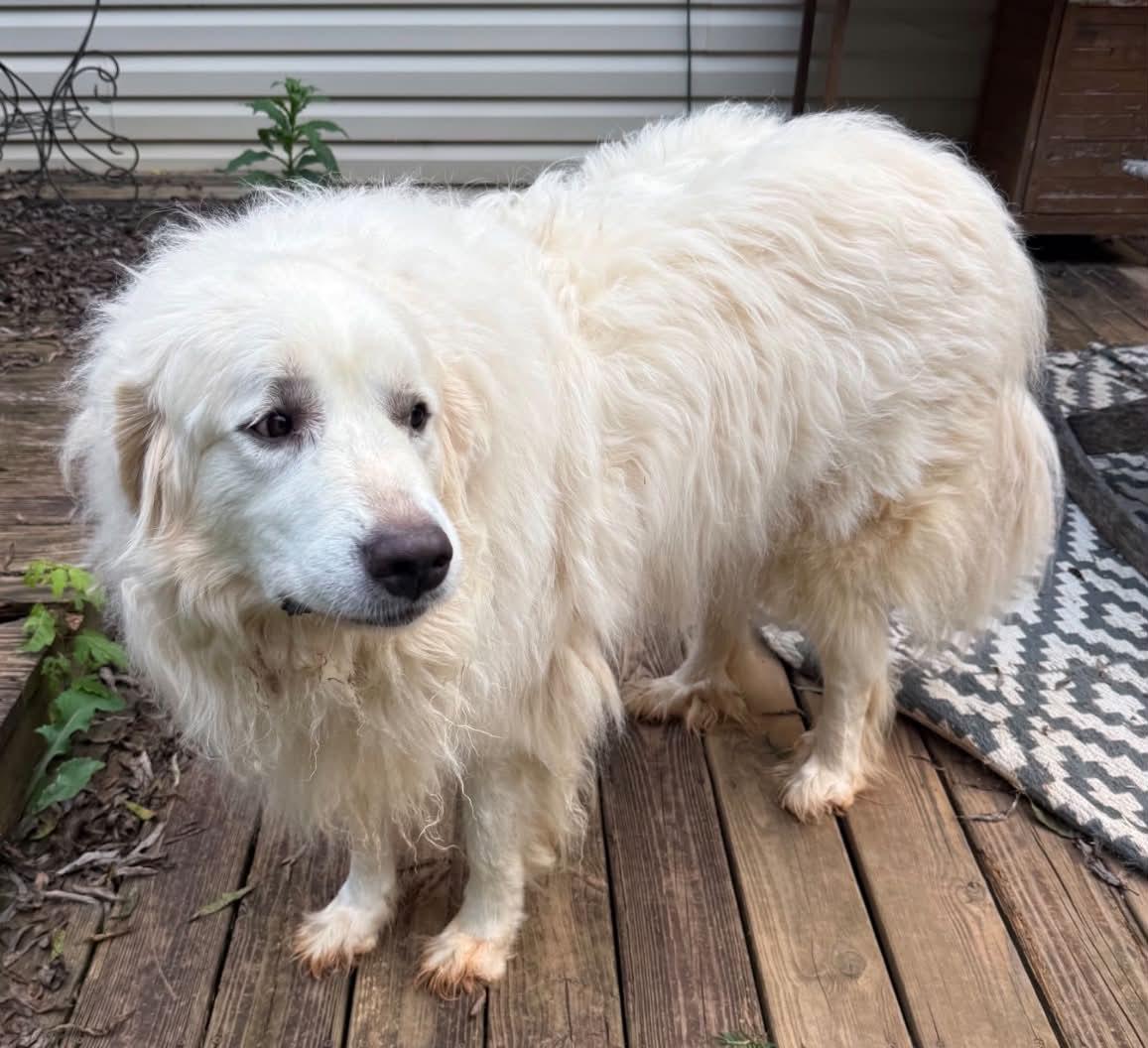 Mia, Adoptable, Adult Female Great Pyrenees.