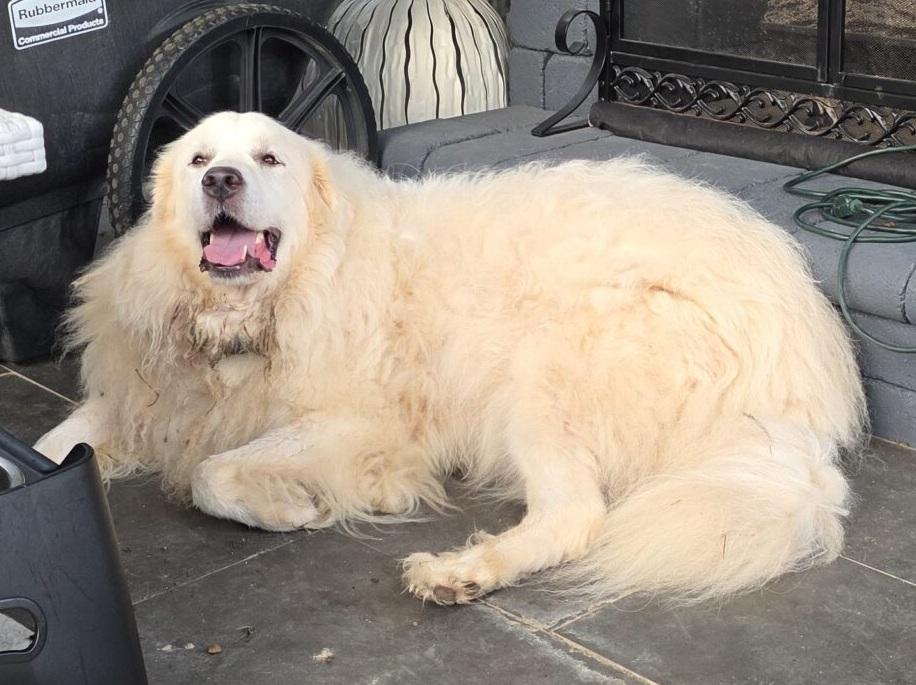 Enlarge Mia, a Adoptable Great Pyrenees in Claremont, NC image 2/2