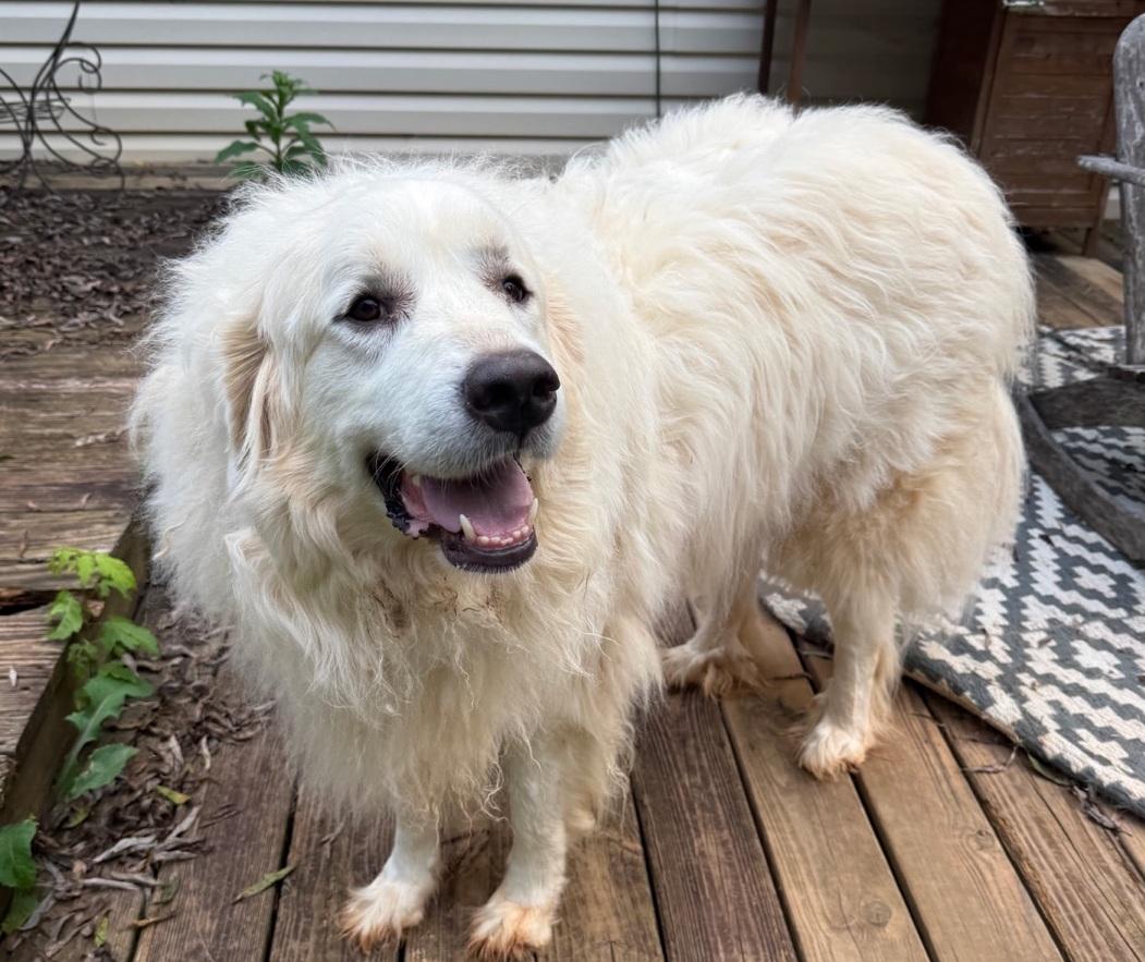 Mia, Adoptable, Adult Female Great Pyrenees.