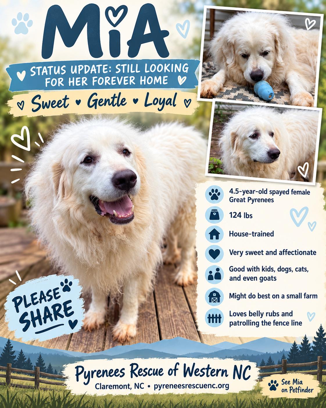 Enlarge Mia, a Adoptable Great Pyrenees in Claremont, NC image 4/4