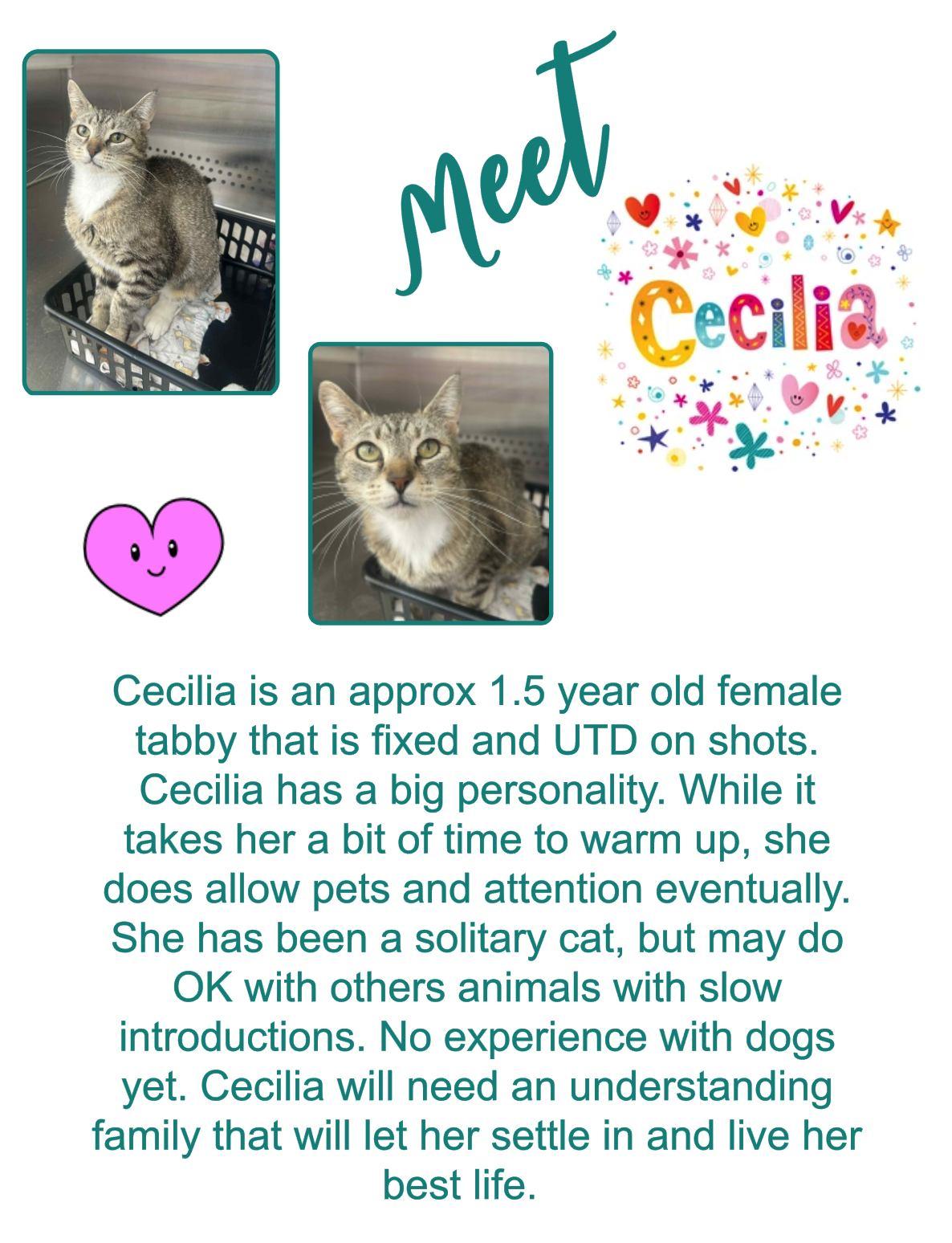 Cecilia, an adoptable Domestic Short Hair in Clovis, NM, 88101 | Photo Image 1