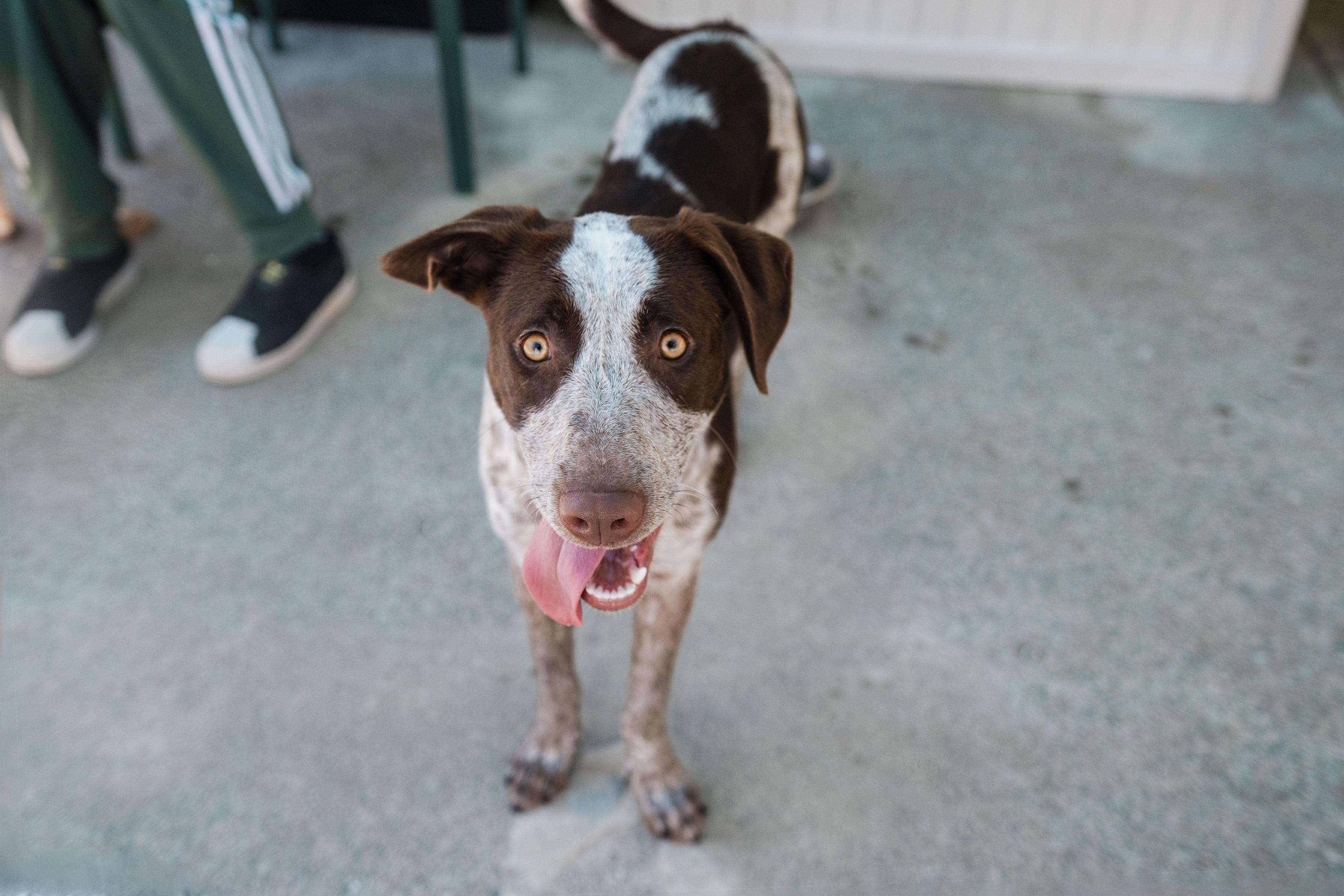 Enlarge Pebbles, a ADOPTABLE mixed breed in Santa Rosa, CA image 5/5