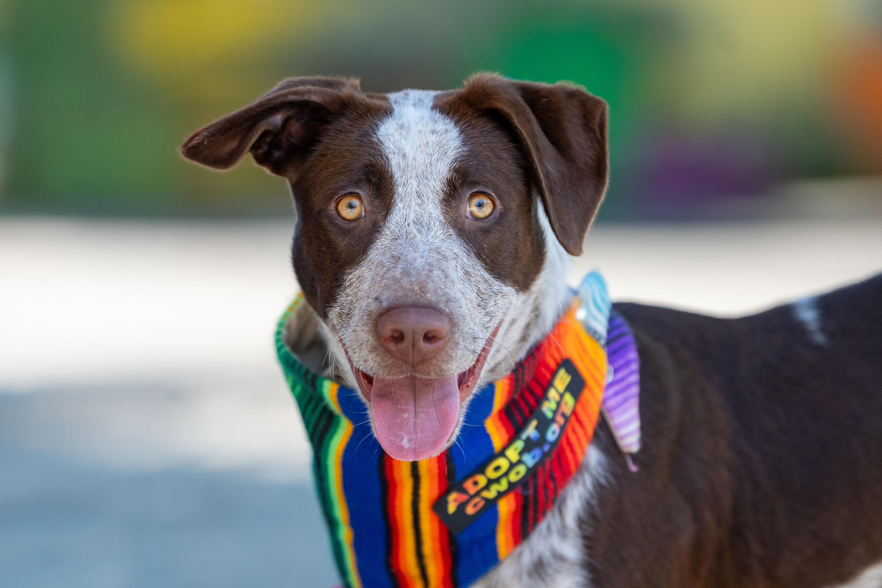 Pebbles, ADOPTABLE, Puppy Female Cattle Dog & Pointer.