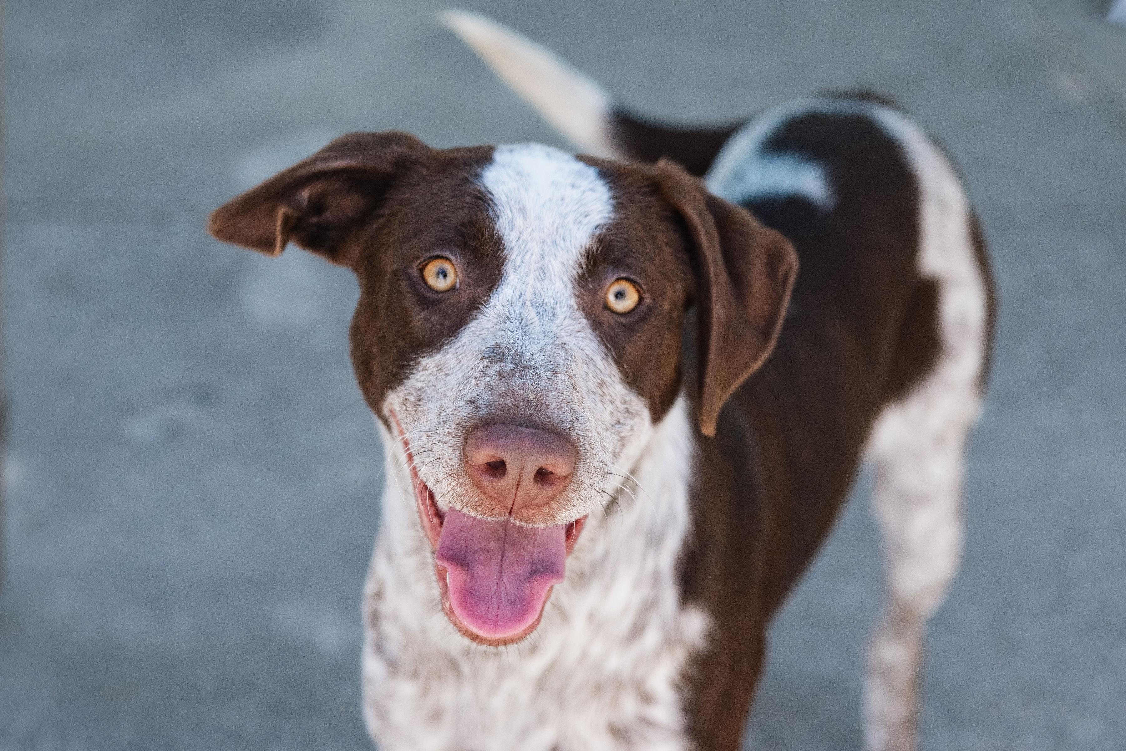Enlarge Pebbles, a ADOPTABLE mixed breed in Santa Rosa, CA image 3/5