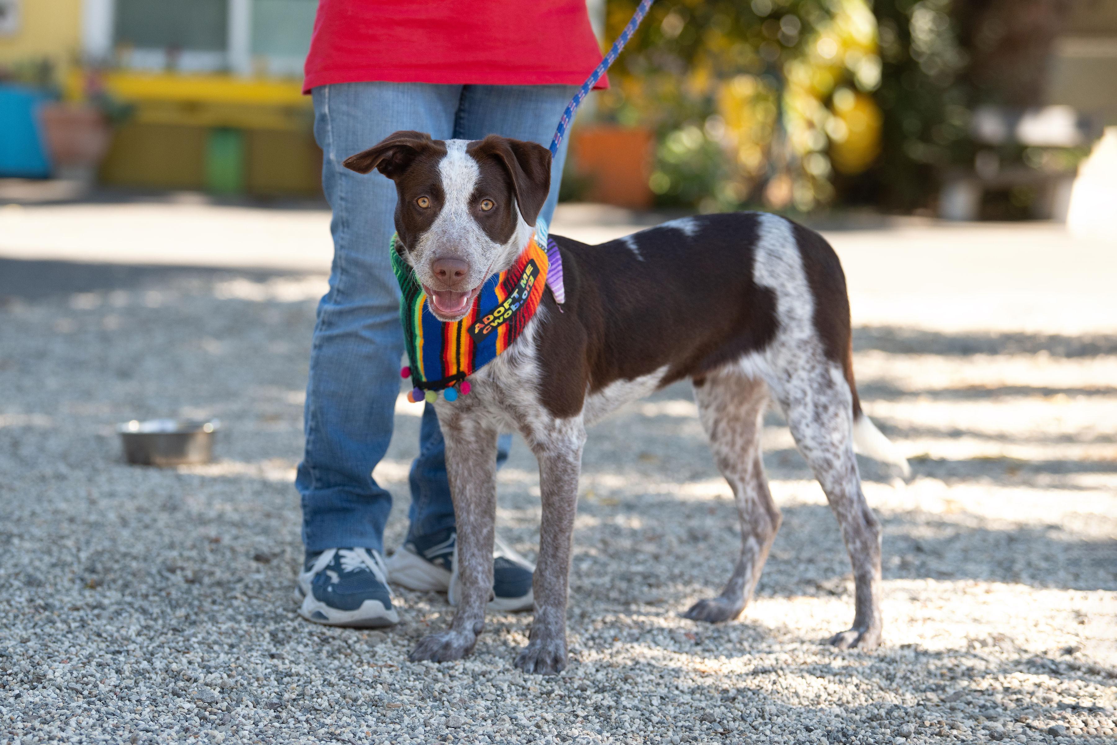 Enlarge Pebbles, a ADOPTABLE mixed breed in Santa Rosa, CA image 4/5