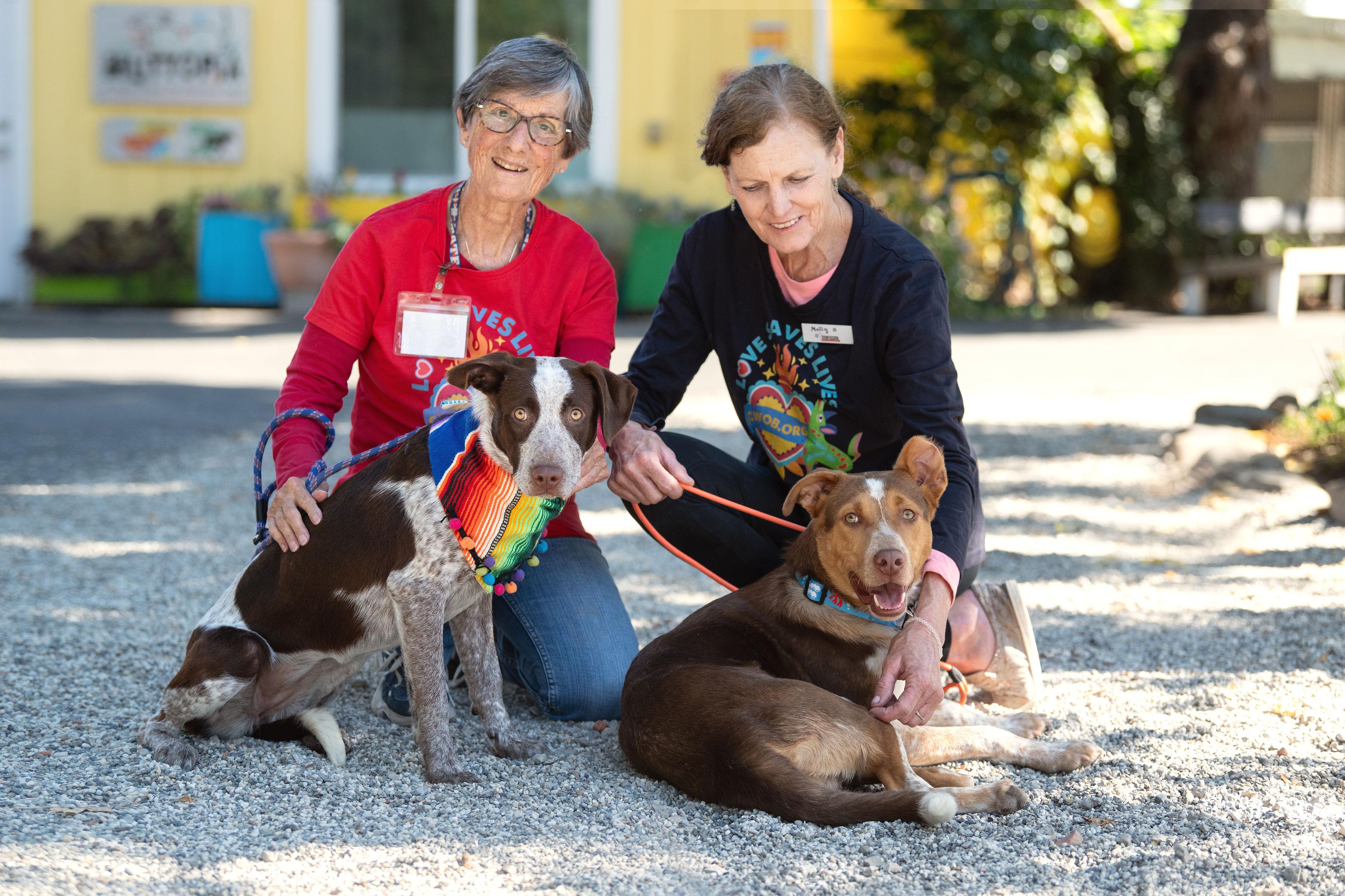 Enlarge Pebbles, a ADOPTABLE mixed breed in Santa Rosa, CA image 2/5