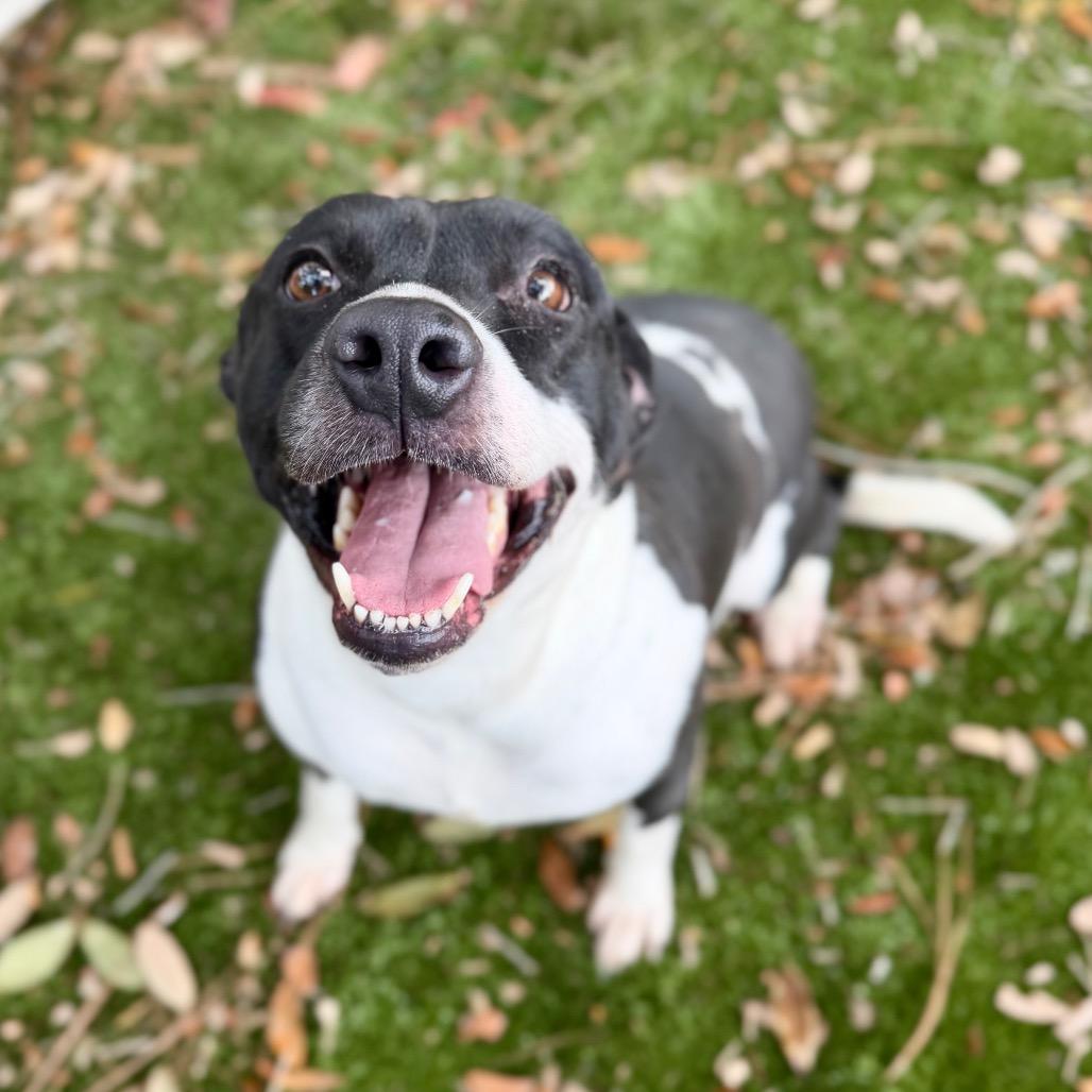 Savannah, Adoptable, Adult Female Mixed Breed.