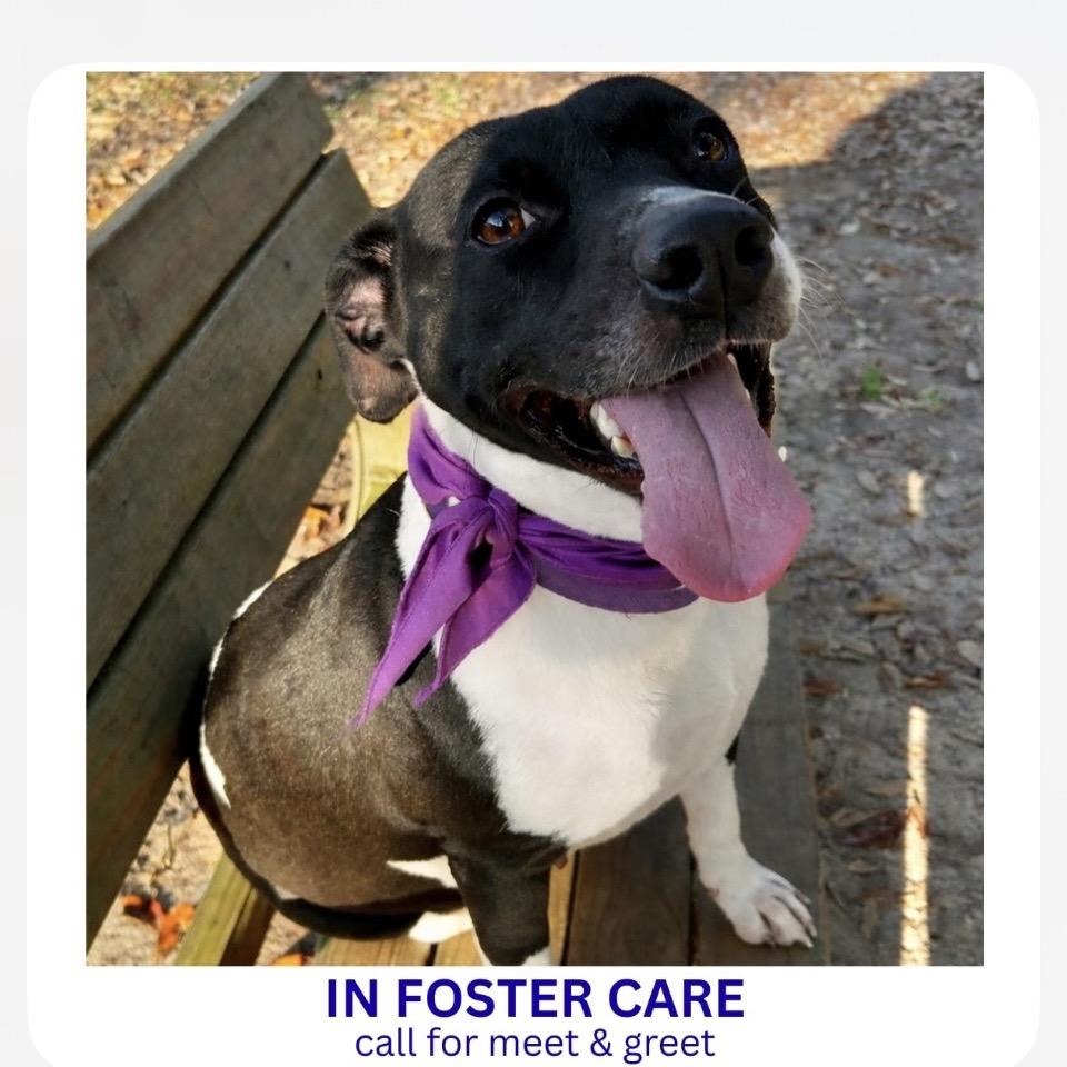 Enlarge Savannah, a Adoptable Mixed Breed in Milton, FL image 2/2