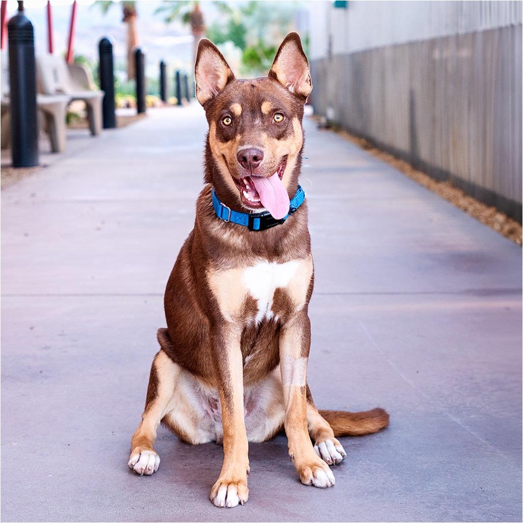 Togo, ADOPTABLE, Young • Male, Australian Kelpie & Mixed Breed.