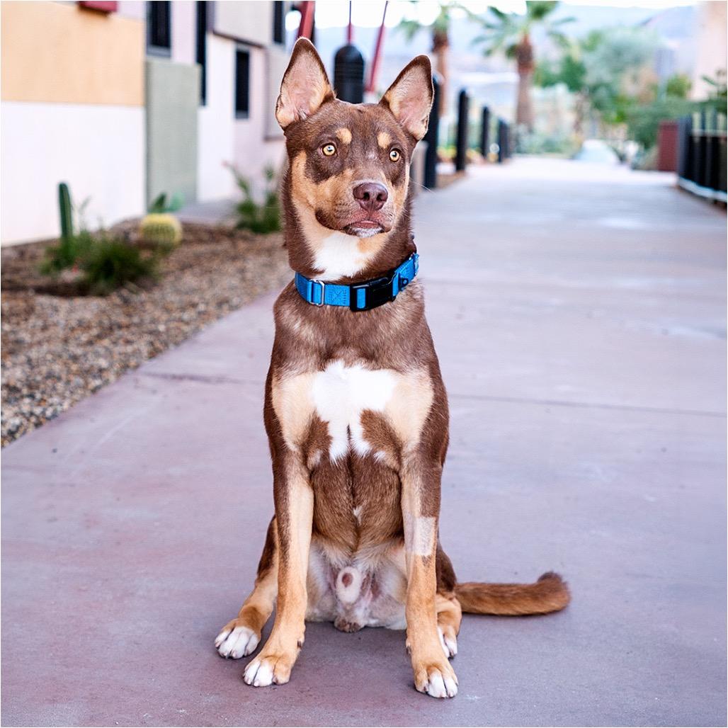 Enlarge Togo, a Adoptable mixed breed in Palm Springs, CA image 2/3