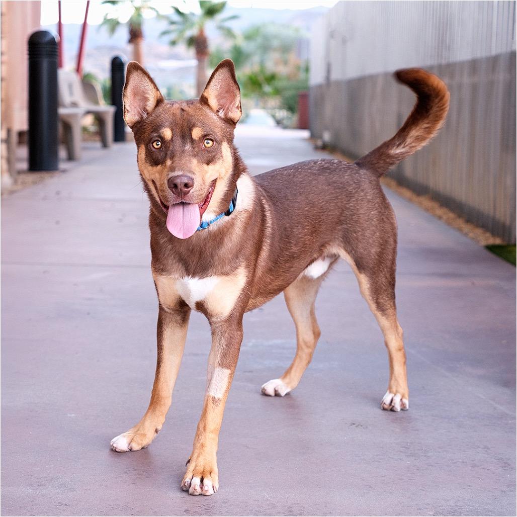 Enlarge Togo, a Adoptable mixed breed in Palm Springs, CA image 3/3