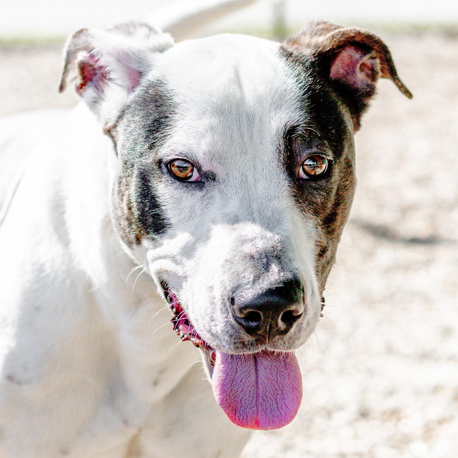 Wallen, a Adoptable Great Dane in Hilton Head Island, SC image 1/3
