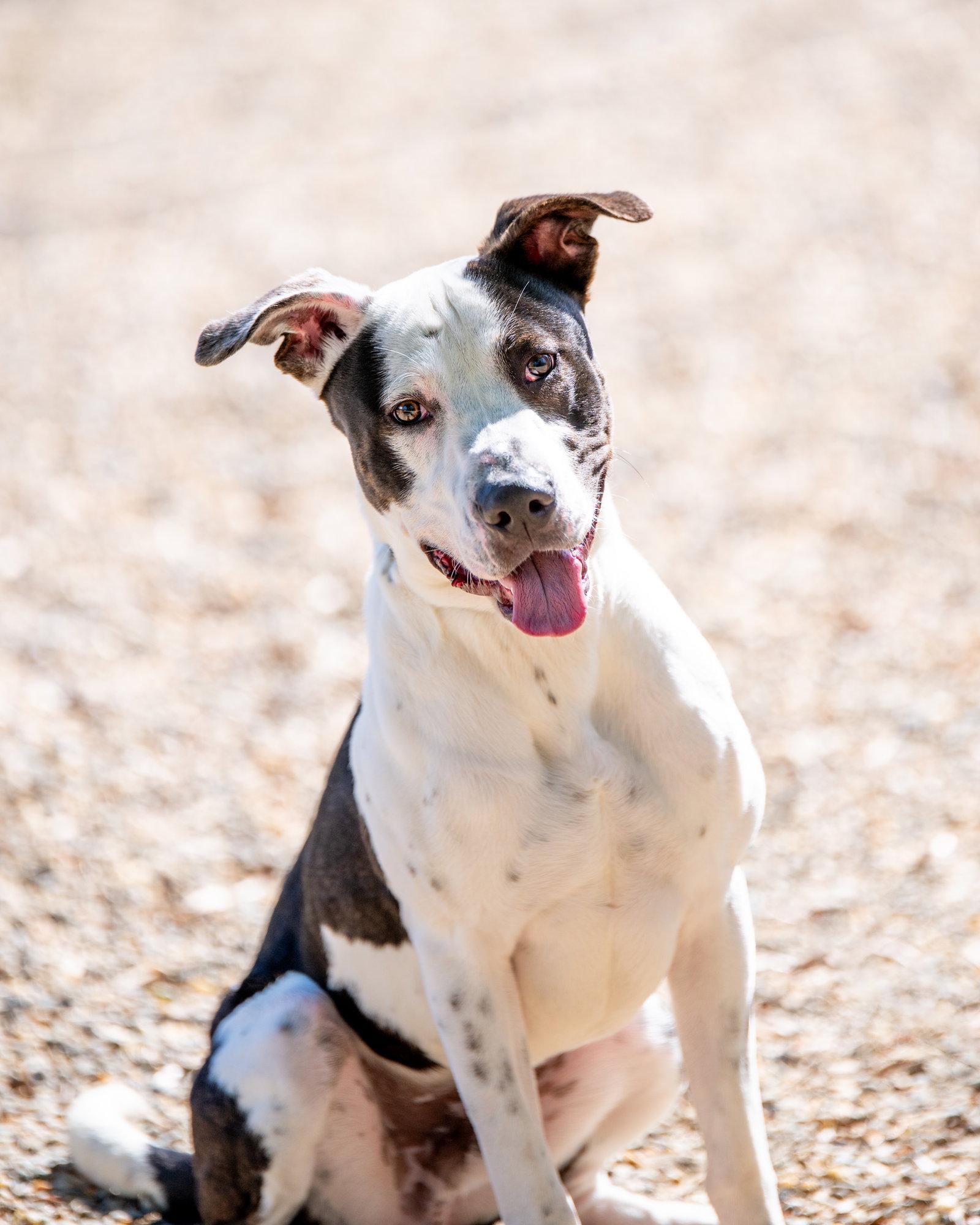 Wallen, a Adoptable Great Dane in Hilton Head Island, SC image 3/3