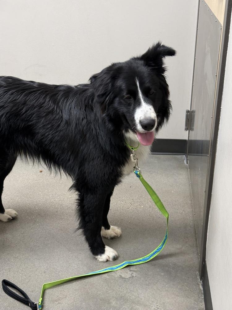 Enlarge Harley #1221, a ADOPTABLE mixed breed in Allen, TX image 3/4