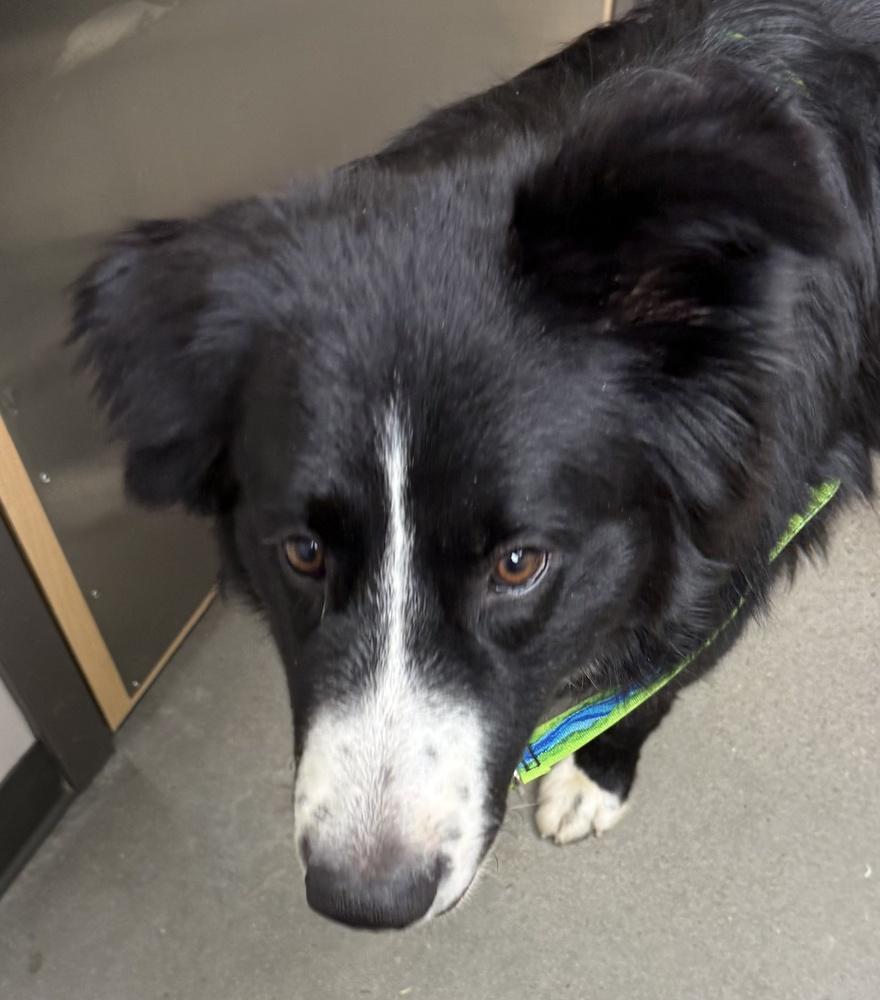 Enlarge Harley #1221, a ADOPTABLE mixed breed in Allen, TX image 2/4