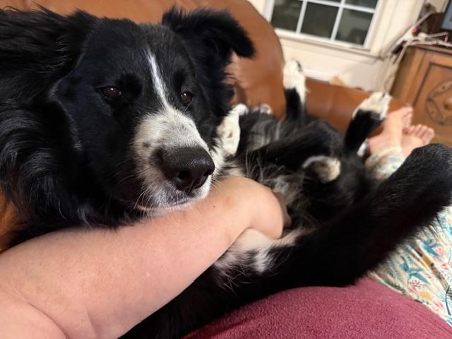 Harley #1221, ADOPTABLE, Young Male Border Collie & Great Pyrenees.