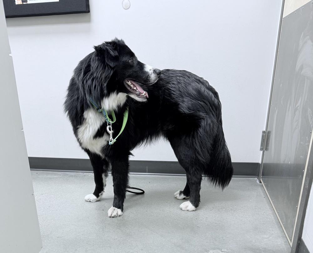 Enlarge Harley #1221, a ADOPTABLE mixed breed in Allen, TX image 4/4
