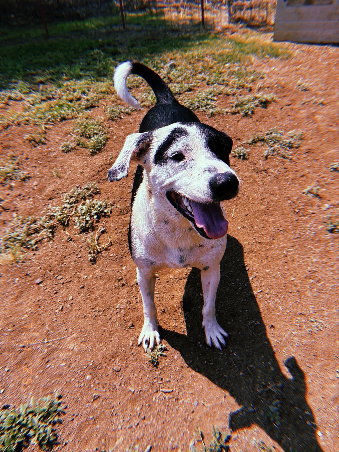 Knox, a Adoptable Mixed Breed in Sentinel, OK image 1/6