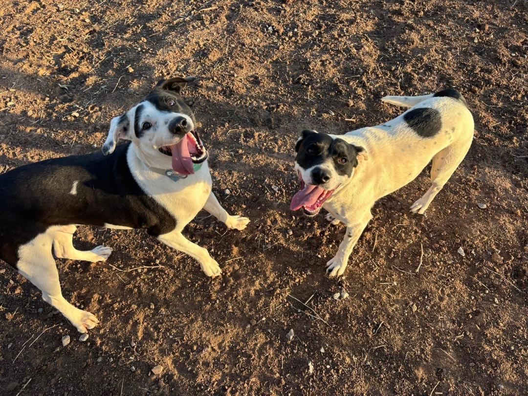 Knox, a Adoptable Mixed Breed in Sentinel, OK image 6/6