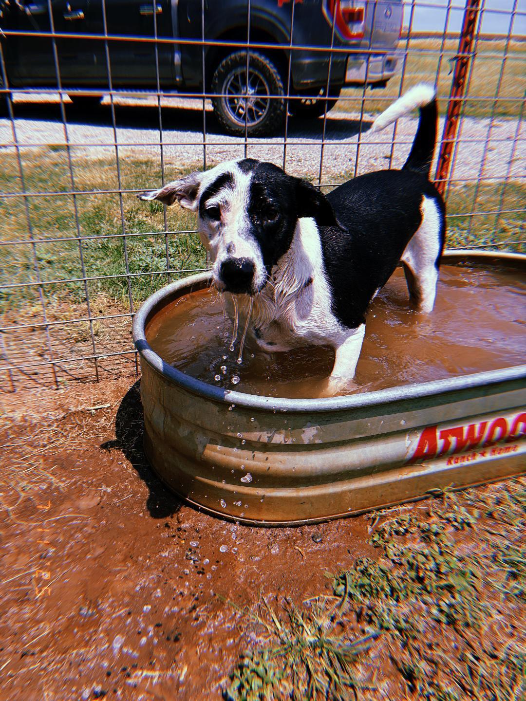 Knox, a Adoptable Mixed Breed in Sentinel, OK image 2/6