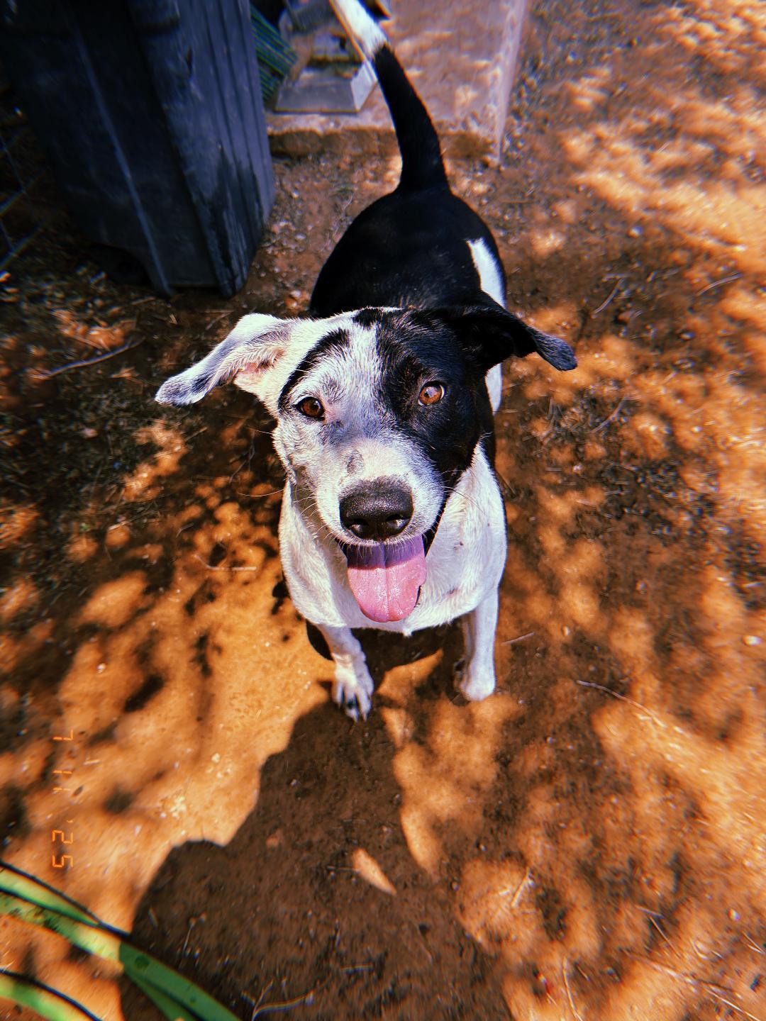 Knox, a Adoptable Mixed Breed in Sentinel, OK image 3/6