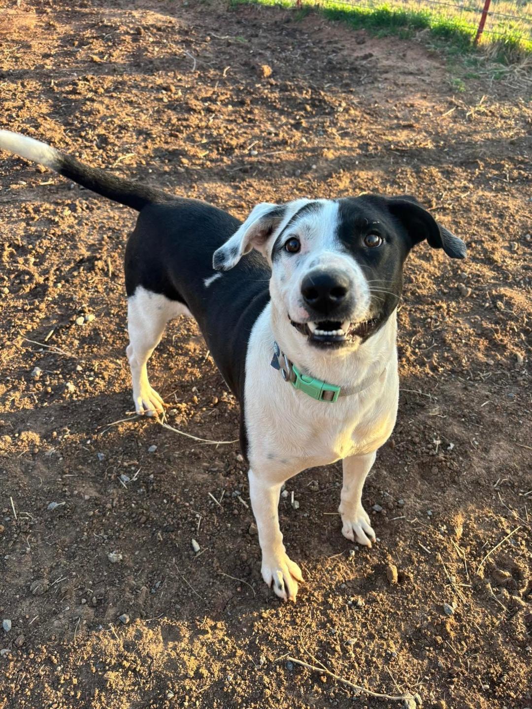Knox, a Adoptable Mixed Breed in Sentinel, OK image 5/6