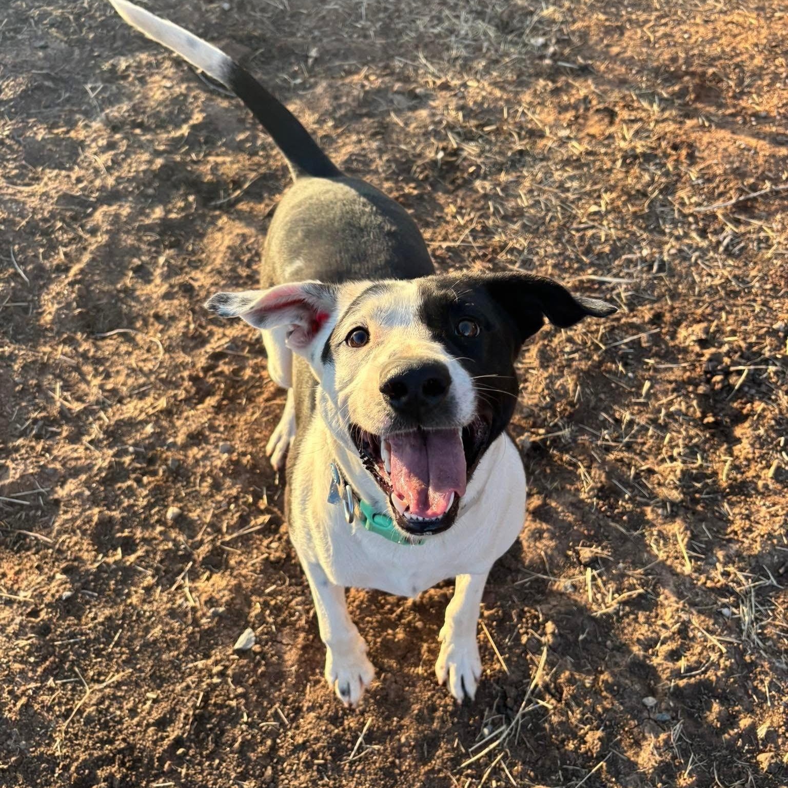 Knox, a Adoptable Mixed Breed in Sentinel, OK image 4/6