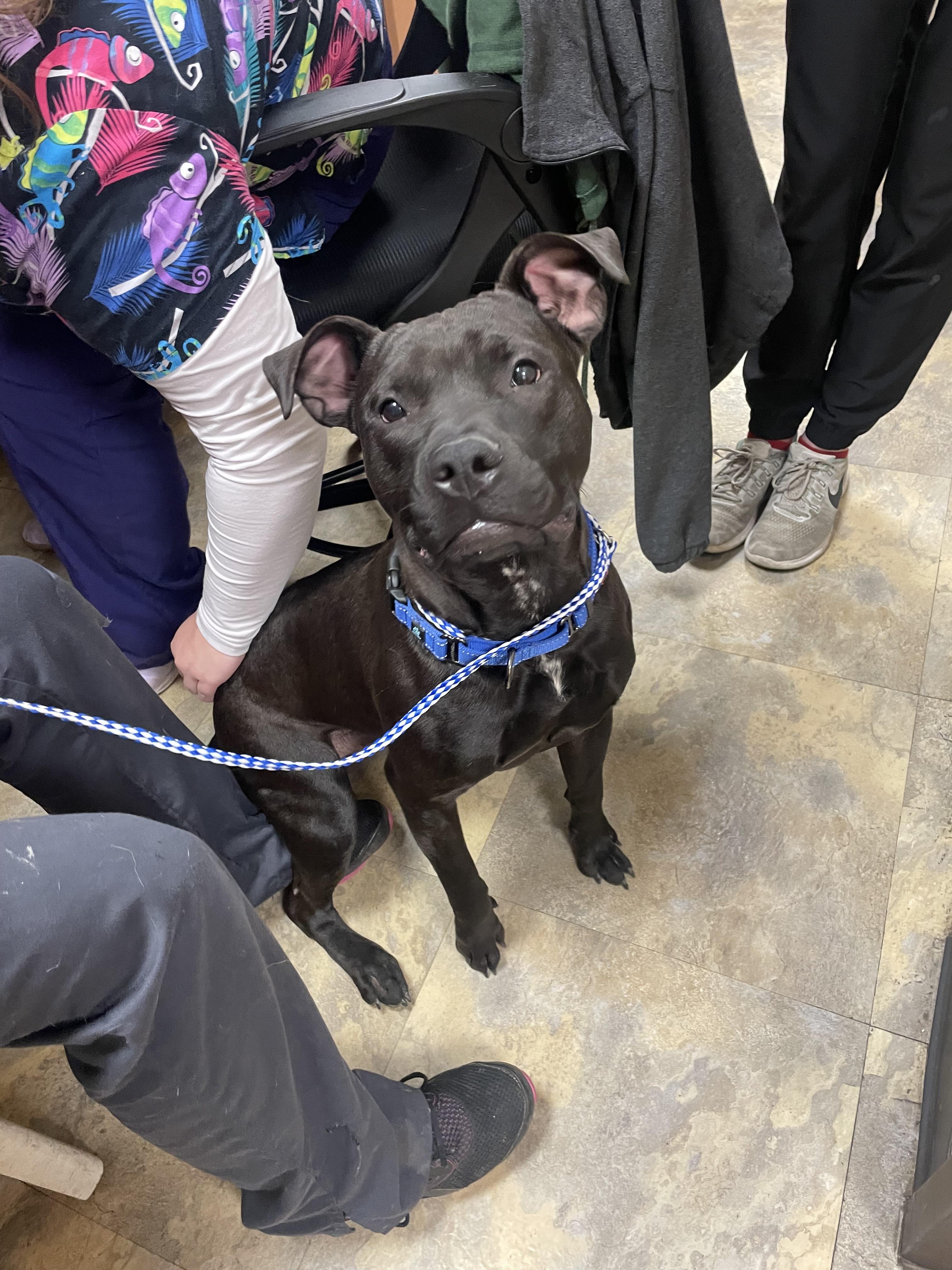 Tyrone, Adoptable, Young Male Pit Bull Terrier.