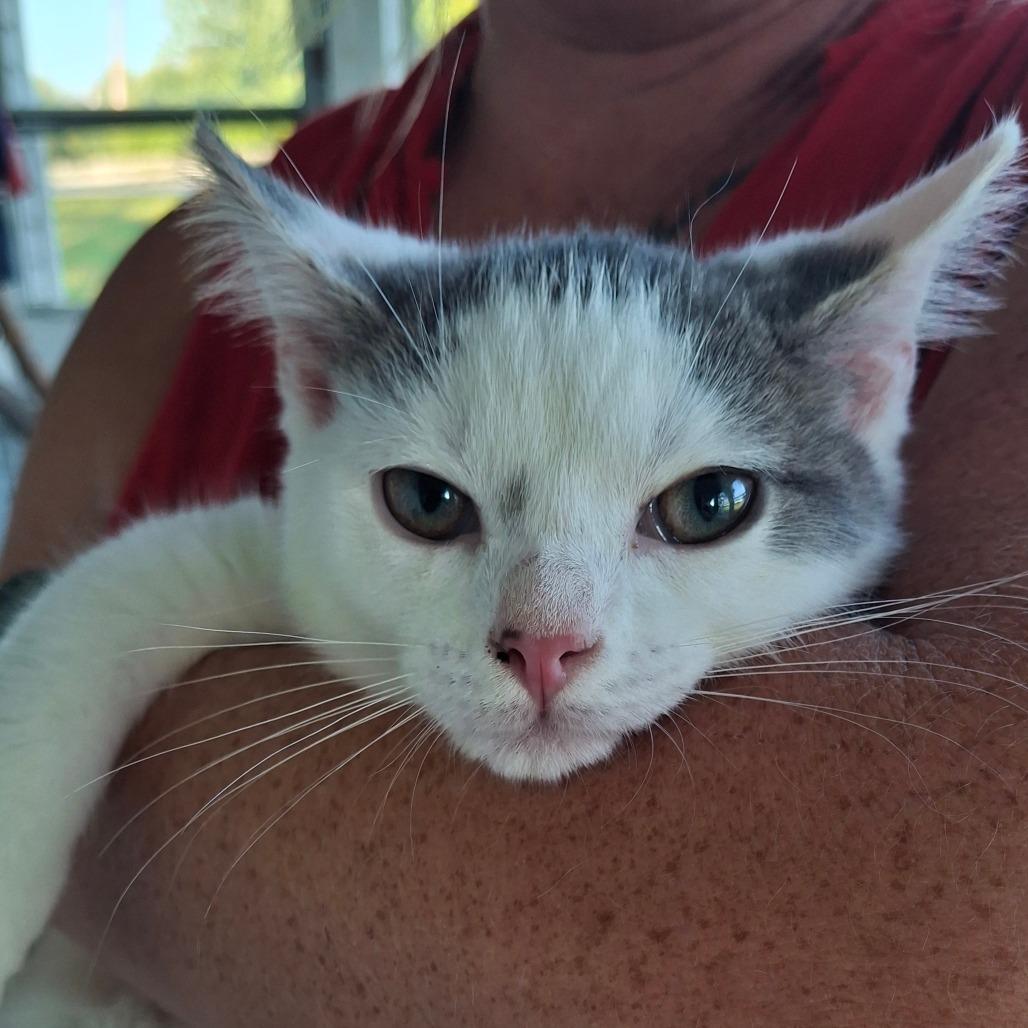 Dutchess, Adoptable, Young Female Domestic Medium Hair.