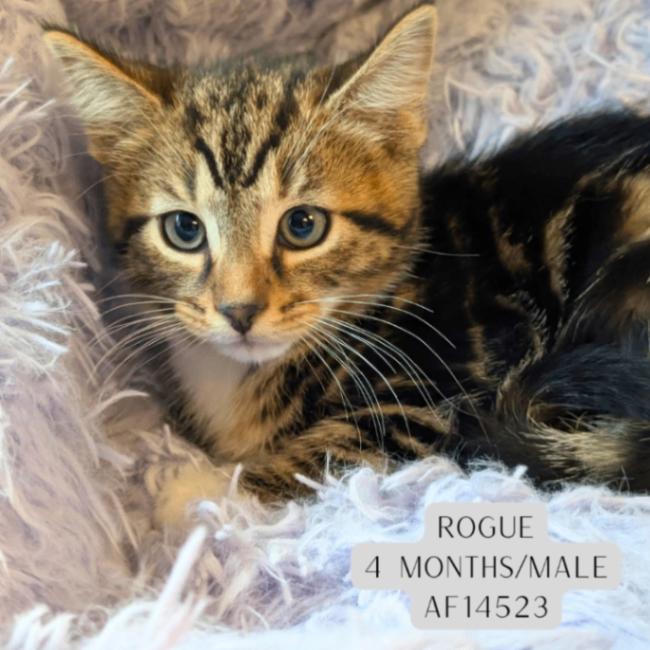 Enlarge Rogue, a Adoptable Domestic Short Hair in Supply, NC image 1/2