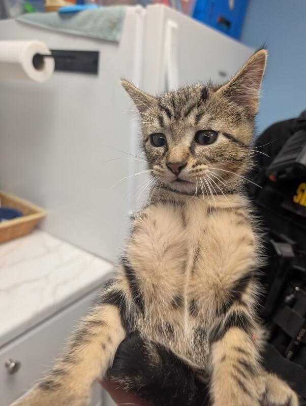 Enlarge Rogue, a Adoptable Domestic Short Hair in Supply, NC image 2/2