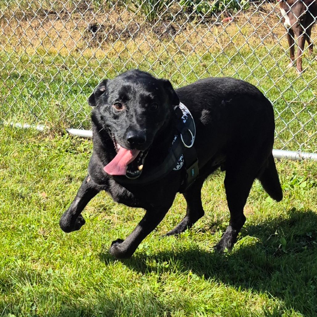 Arlo, Adoptable, Senior Male Black Labrador Retriever.