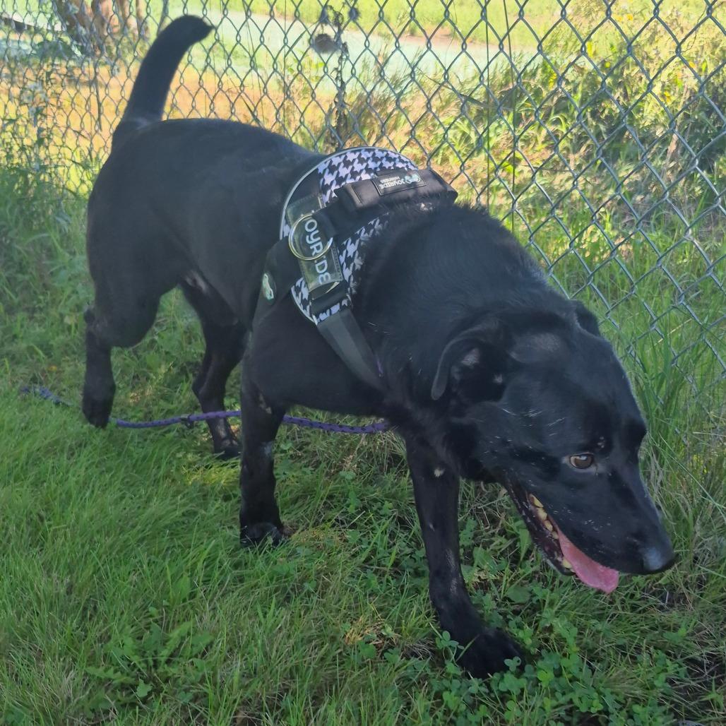 Enlarge Arlo, a Adoptable Black Labrador Retriever in Milford, IA image 2/6