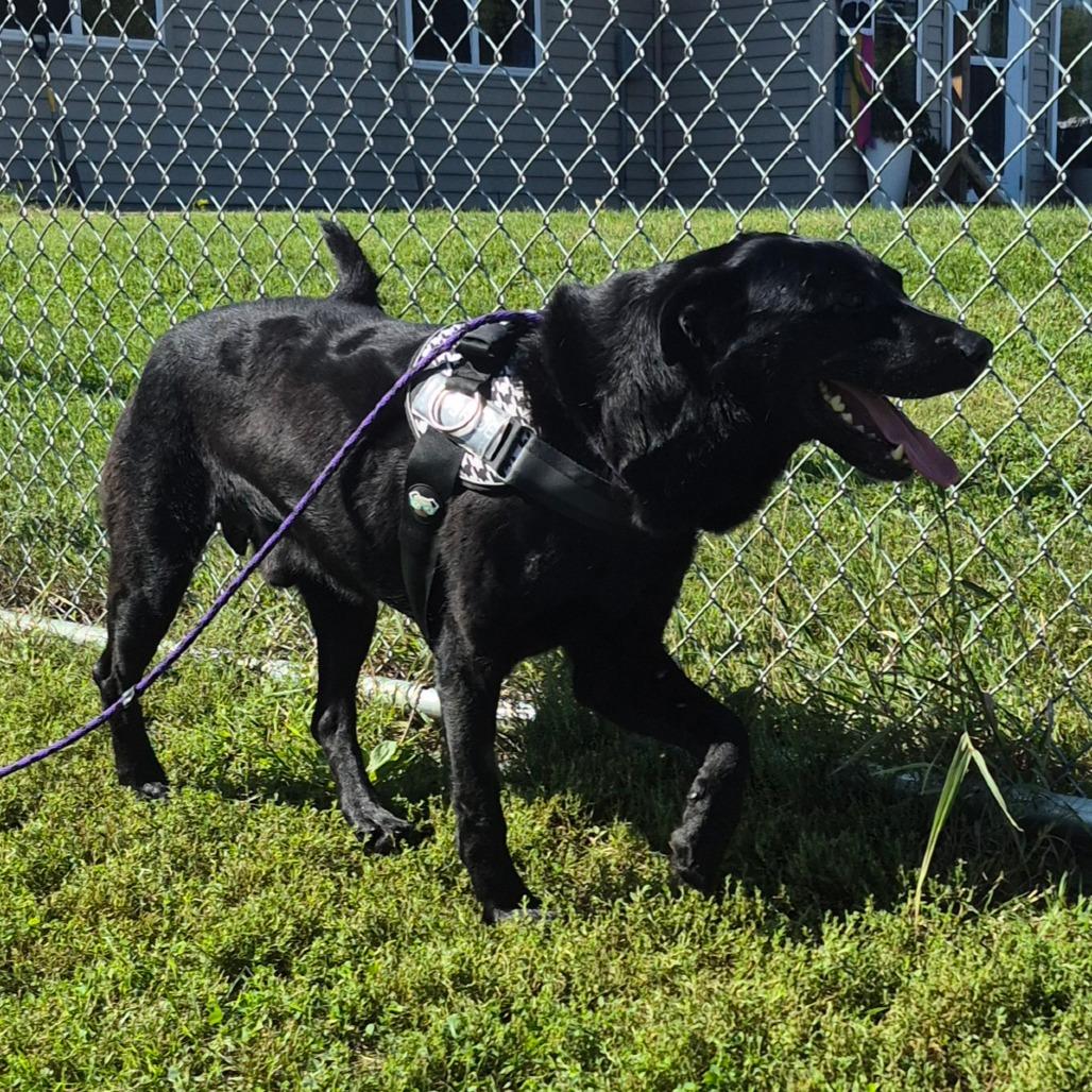 Enlarge Arlo, a Adoptable Black Labrador Retriever in Milford, IA image 3/6