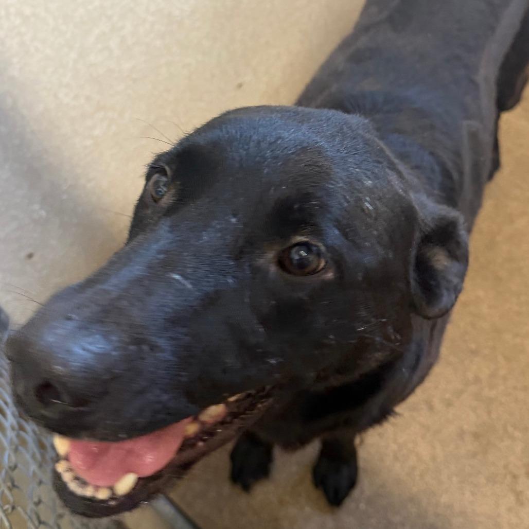 Enlarge Arlo, a Adoptable Black Labrador Retriever in Milford, IA image 4/6