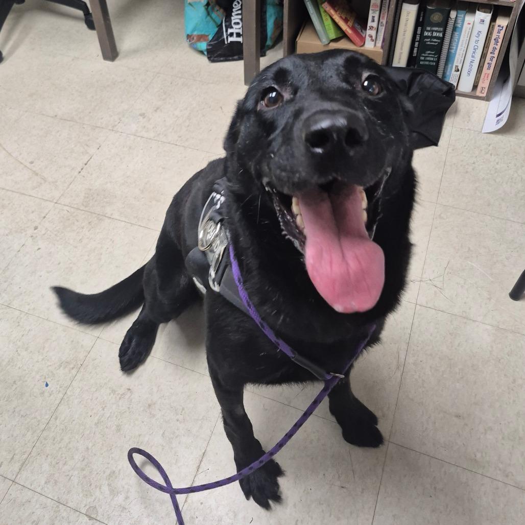 Enlarge Arlo, a Adoptable Black Labrador Retriever in Milford, IA image 5/6