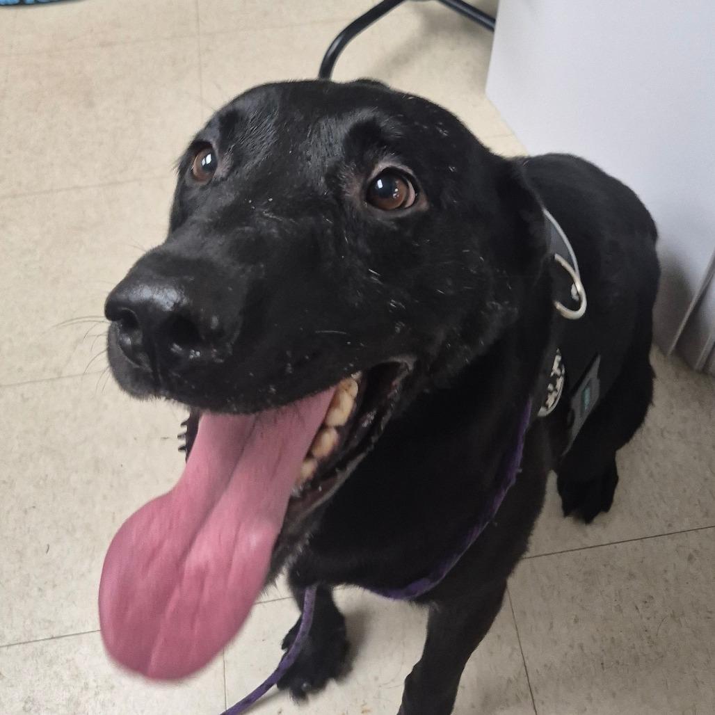 Enlarge Arlo, a Adoptable Black Labrador Retriever in Milford, IA image 6/6