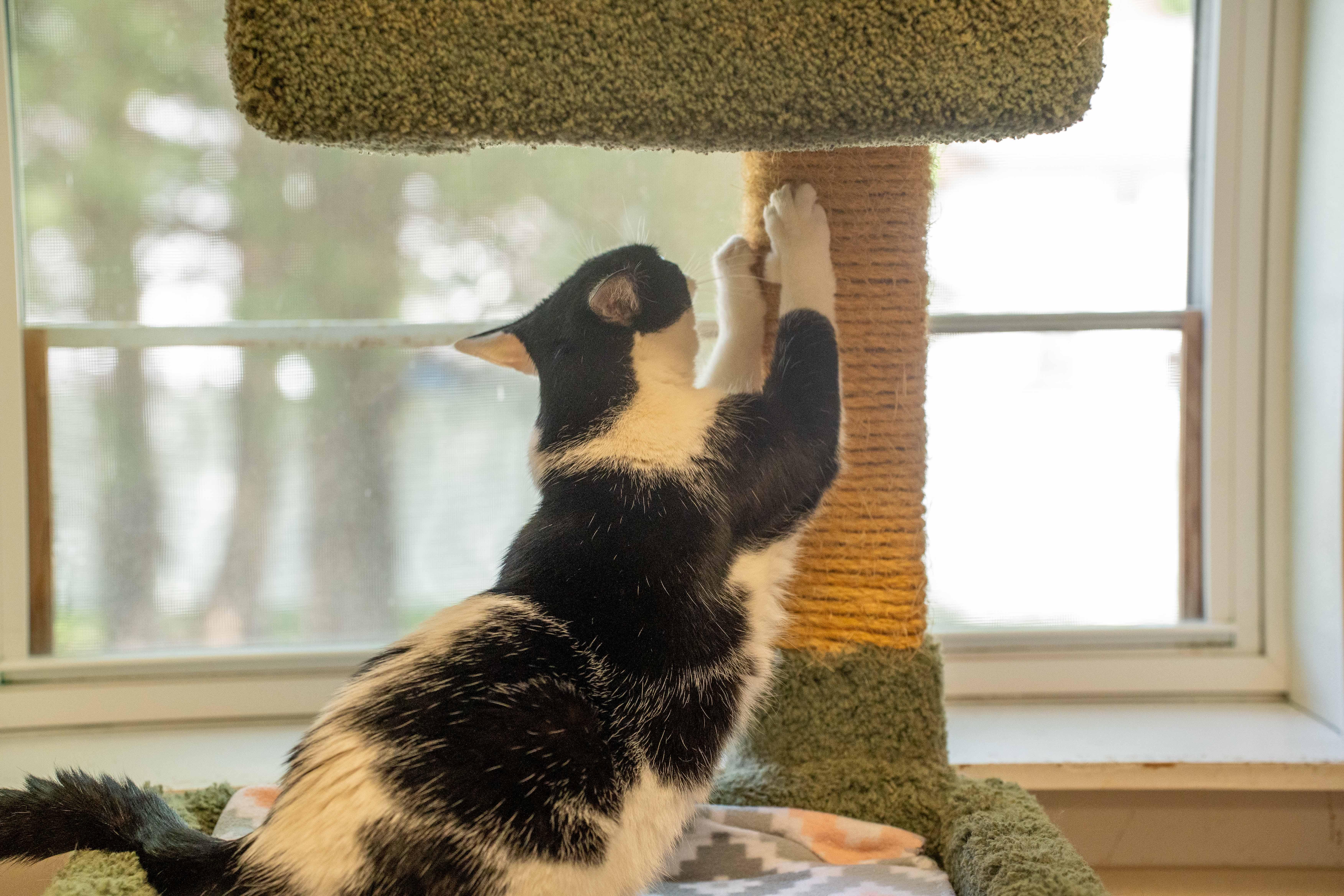 Debby, a Adoptable Domestic Short Hair in Dillsburg, PA image 6/6