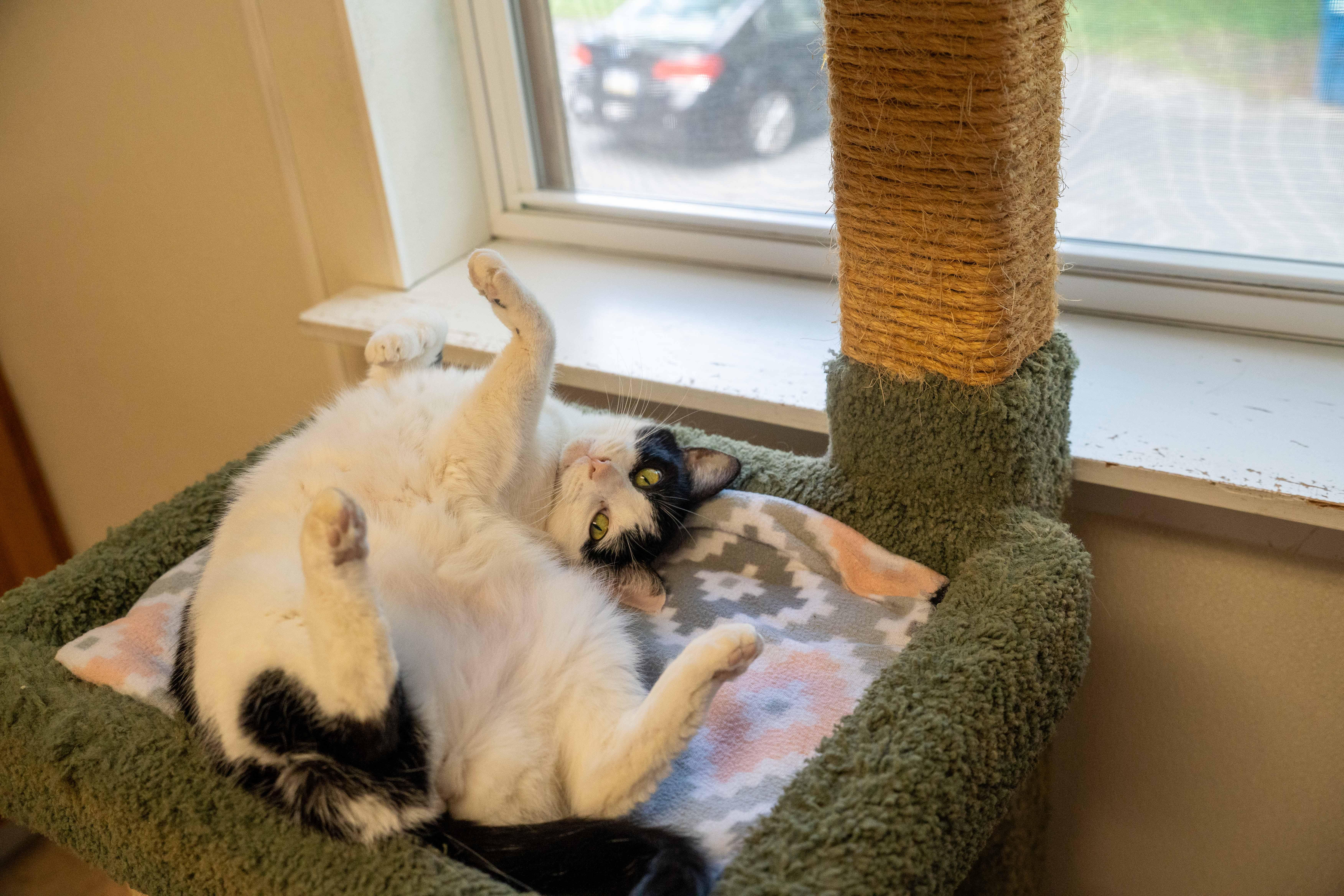 Debby, a Adoptable Domestic Short Hair in Dillsburg, PA image 3/6