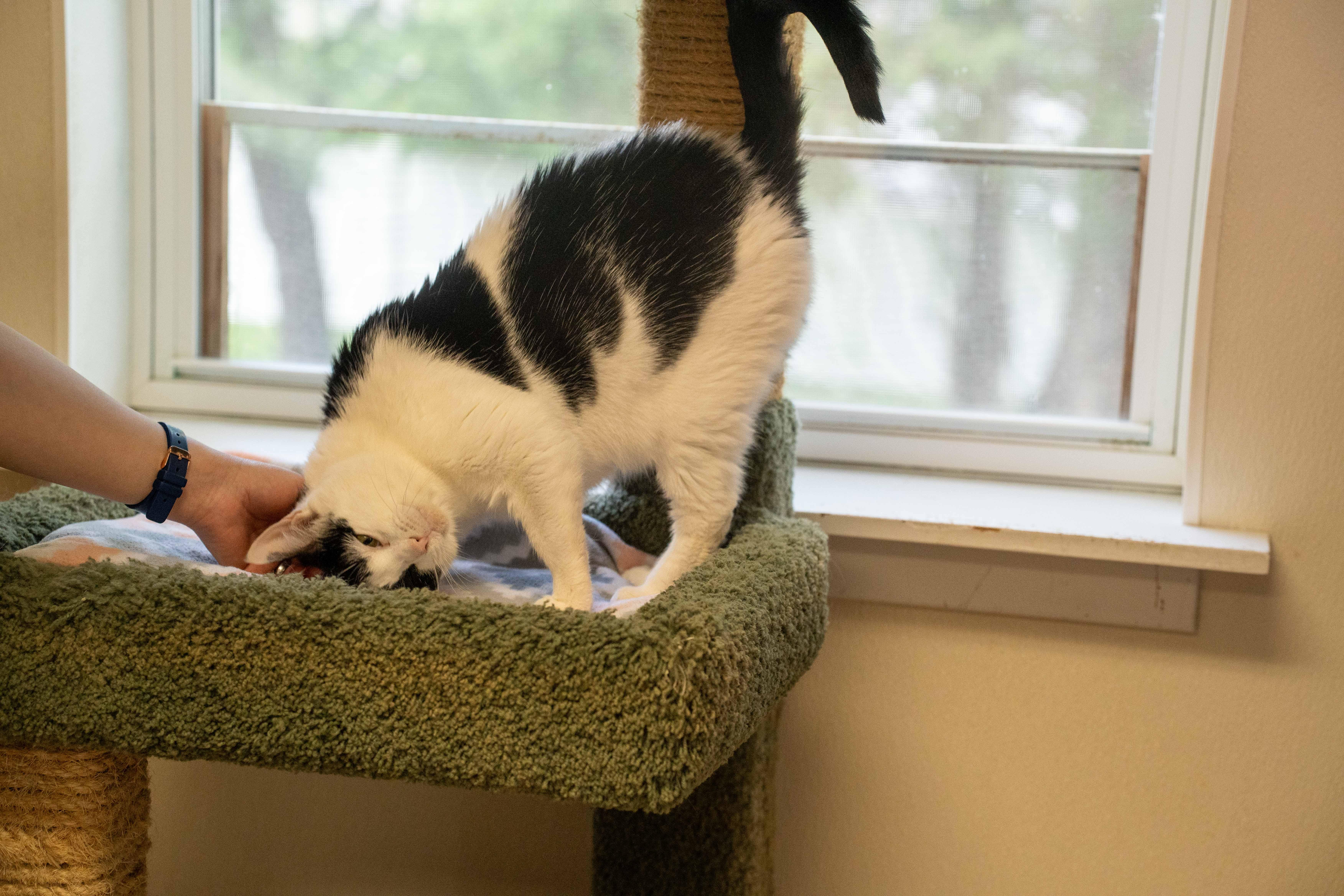 Debby, a Adoptable Domestic Short Hair in Dillsburg, PA image 5/6