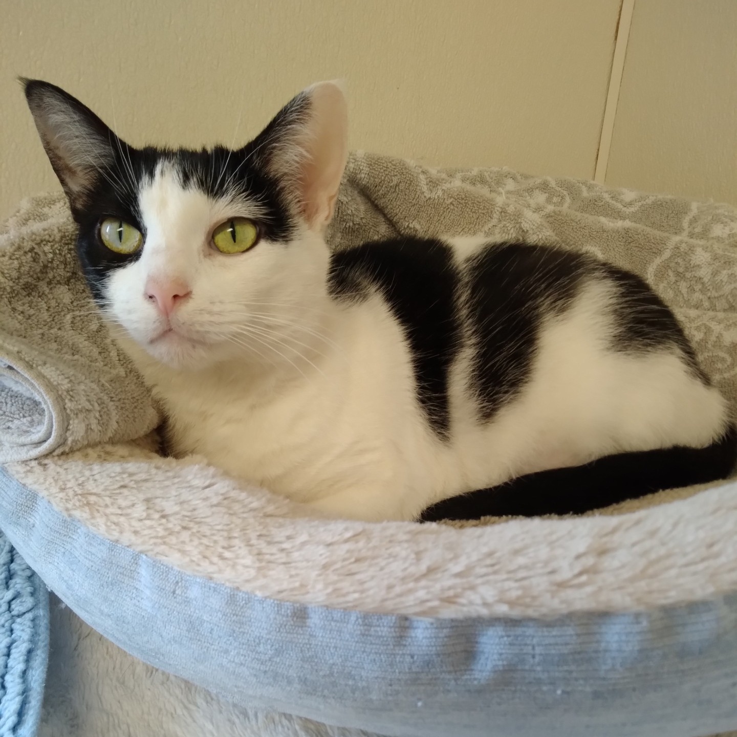 Debby, Adoptable, Adult Female Domestic Short Hair.