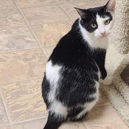 Debby, a Adoptable Domestic Short Hair in Dillsburg, PA image 2/6