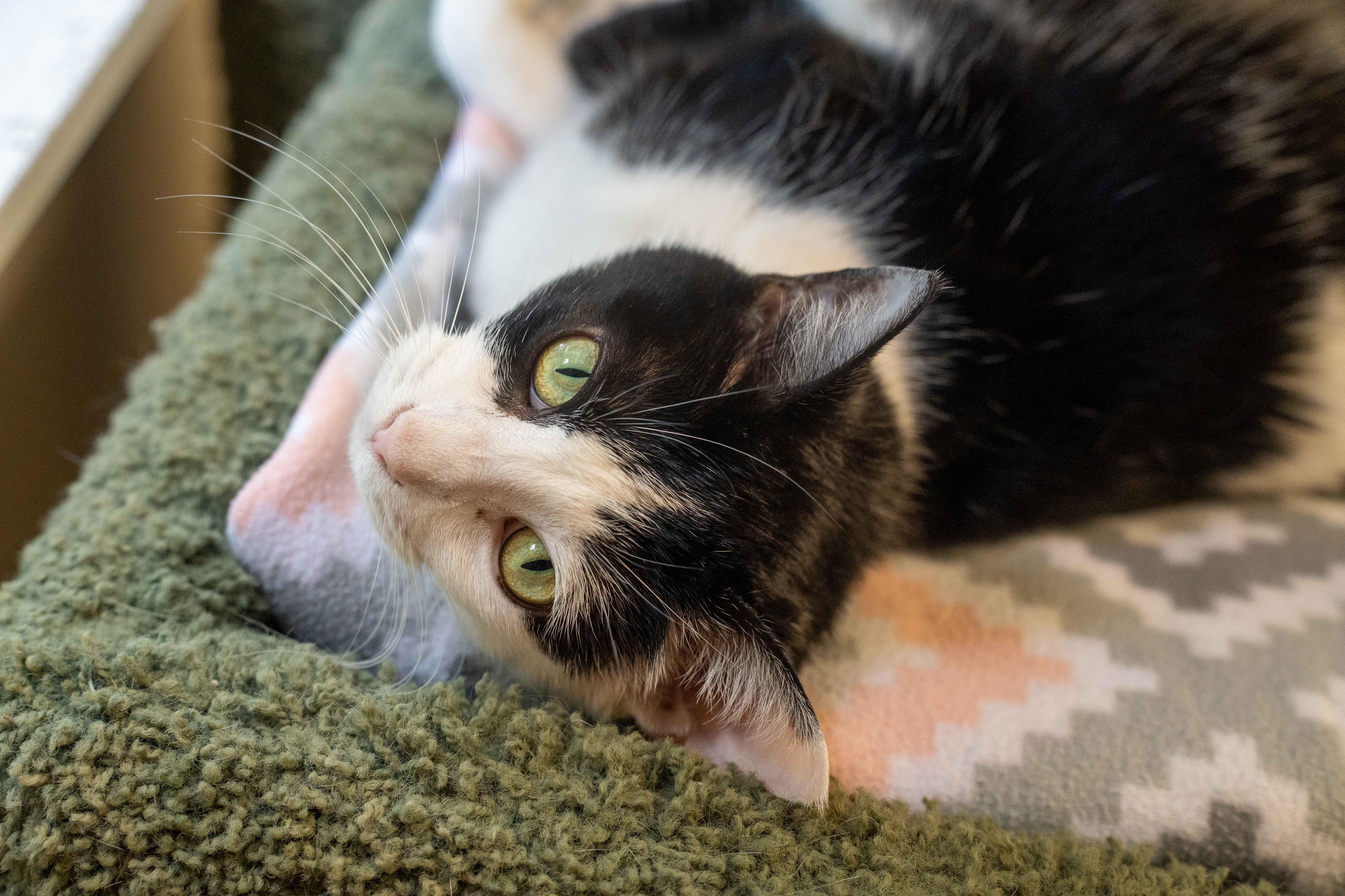 Debby, a Adoptable Domestic Short Hair in Dillsburg, PA image 4/6