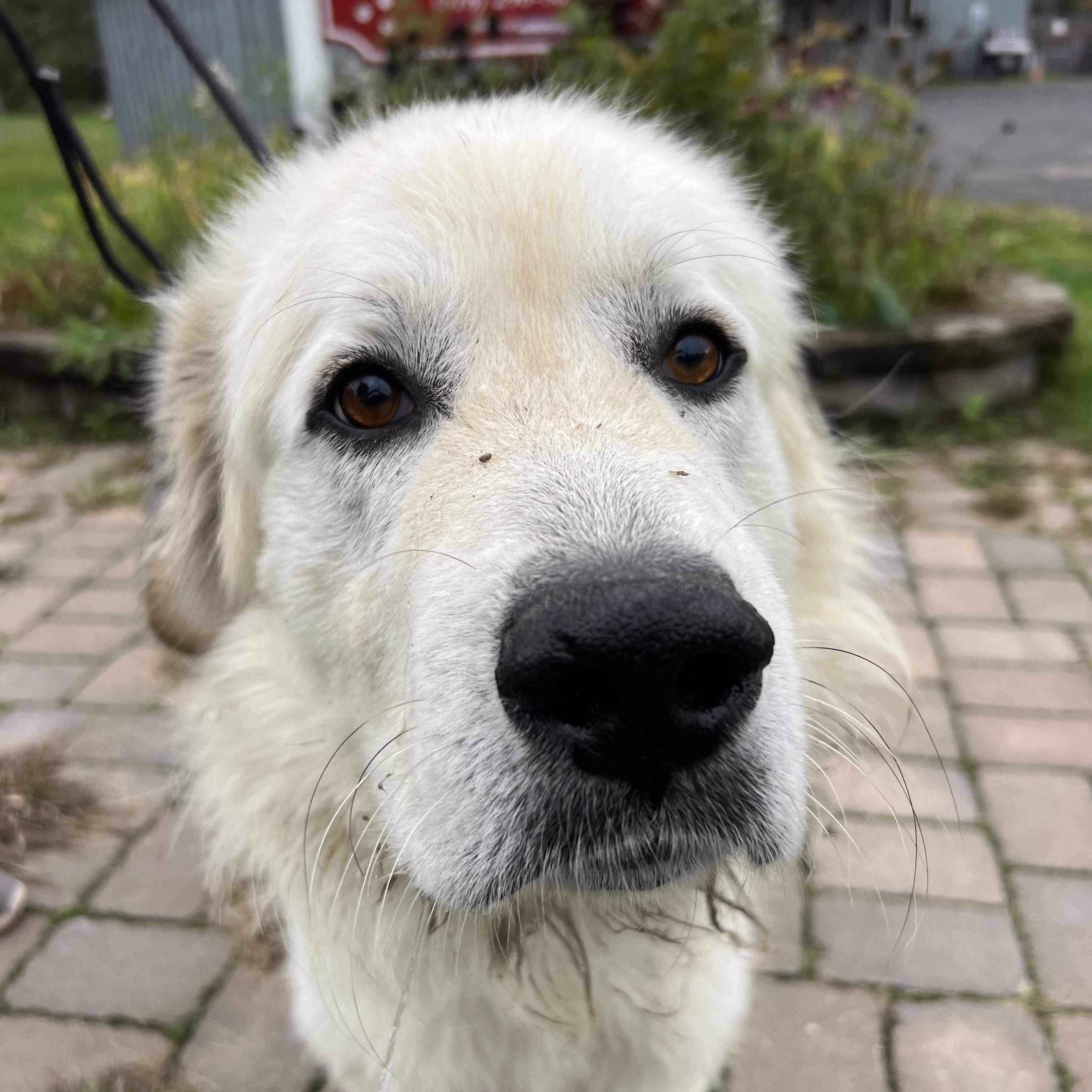 Enlarge Teggy, a Adoptable Great Pyrenees in Howes Cave, NY image 3/3
