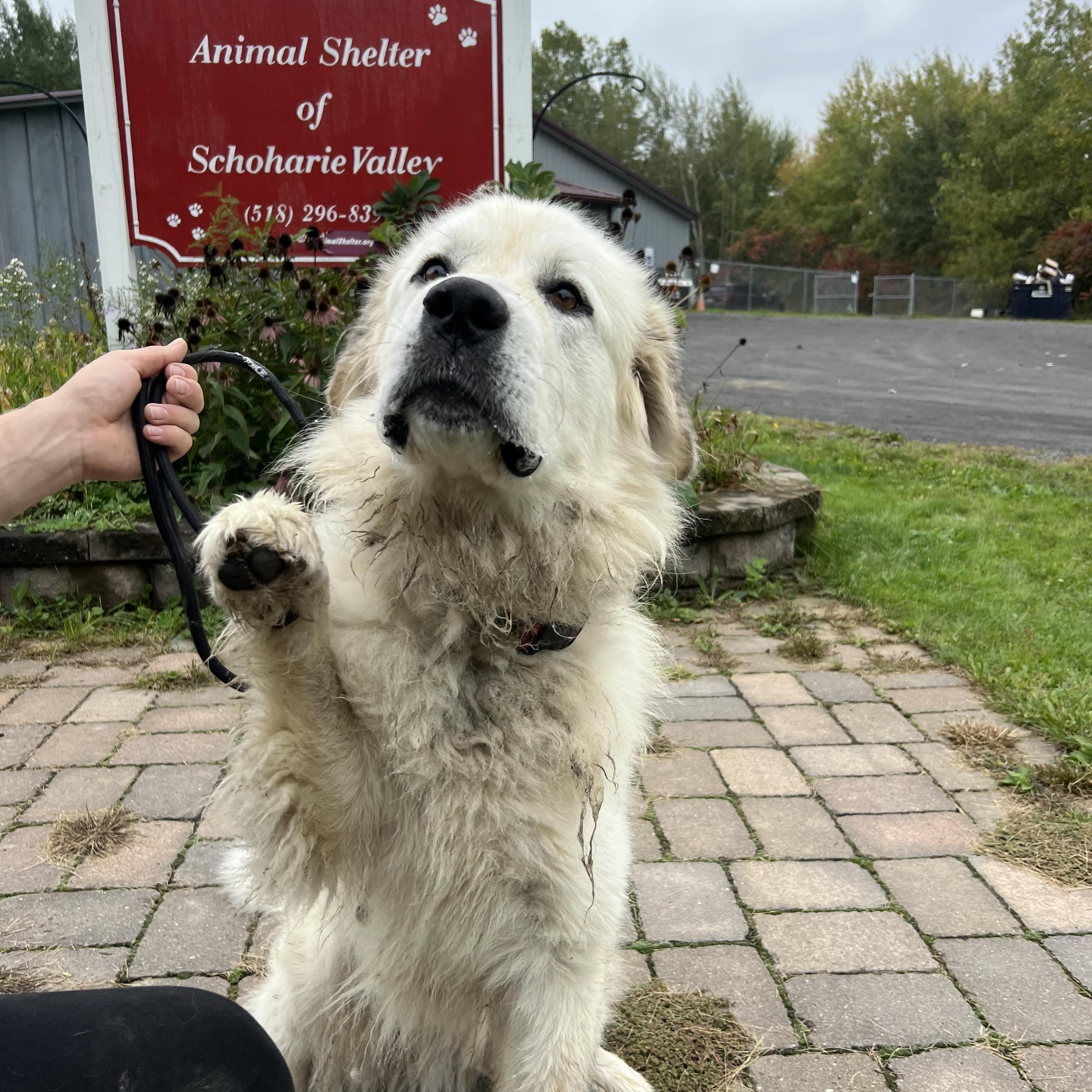 Teggy, Adoptable, Adult Male Great Pyrenees.