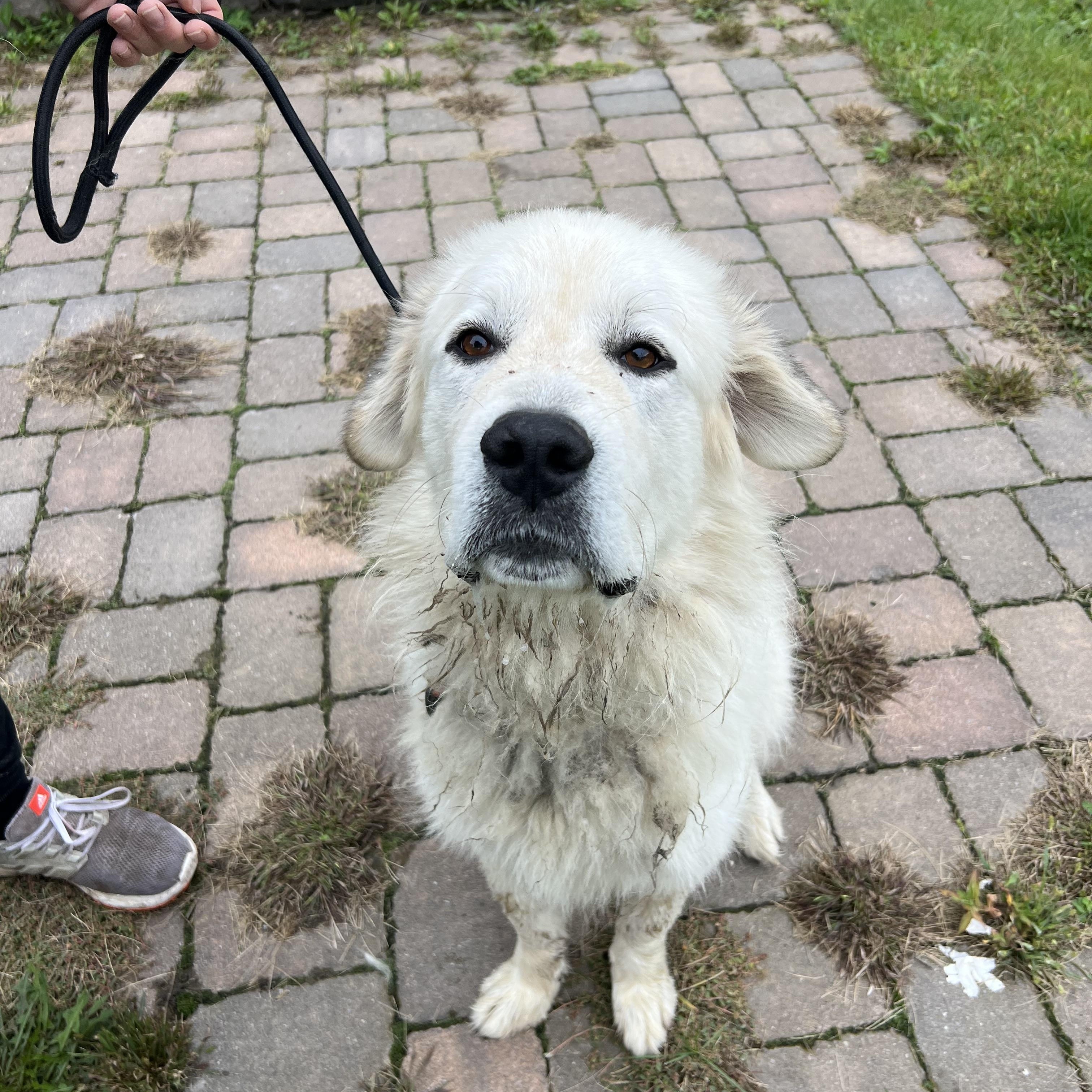 Enlarge Teggy, a Adoptable Great Pyrenees in Howes Cave, NY image 2/3