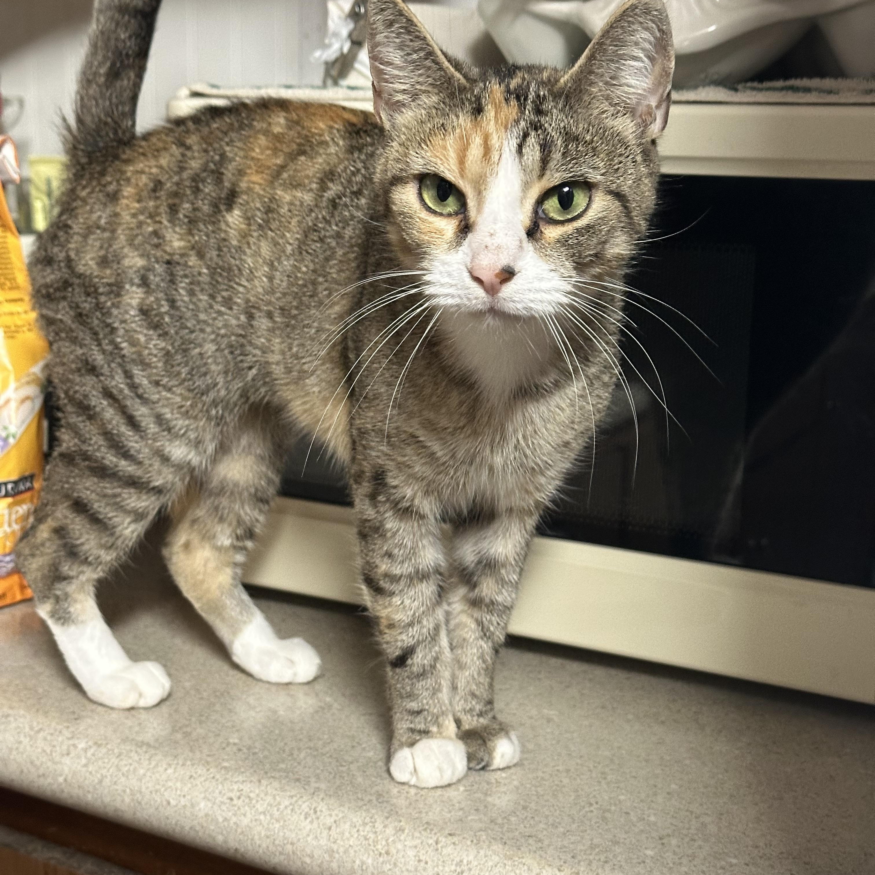 Rachel, Adoptable, Adult Female Domestic Short Hair.