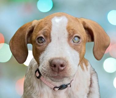 Ginger, a ADOPTABLE Mixed Breed in Schaumburg, IL image 1/6