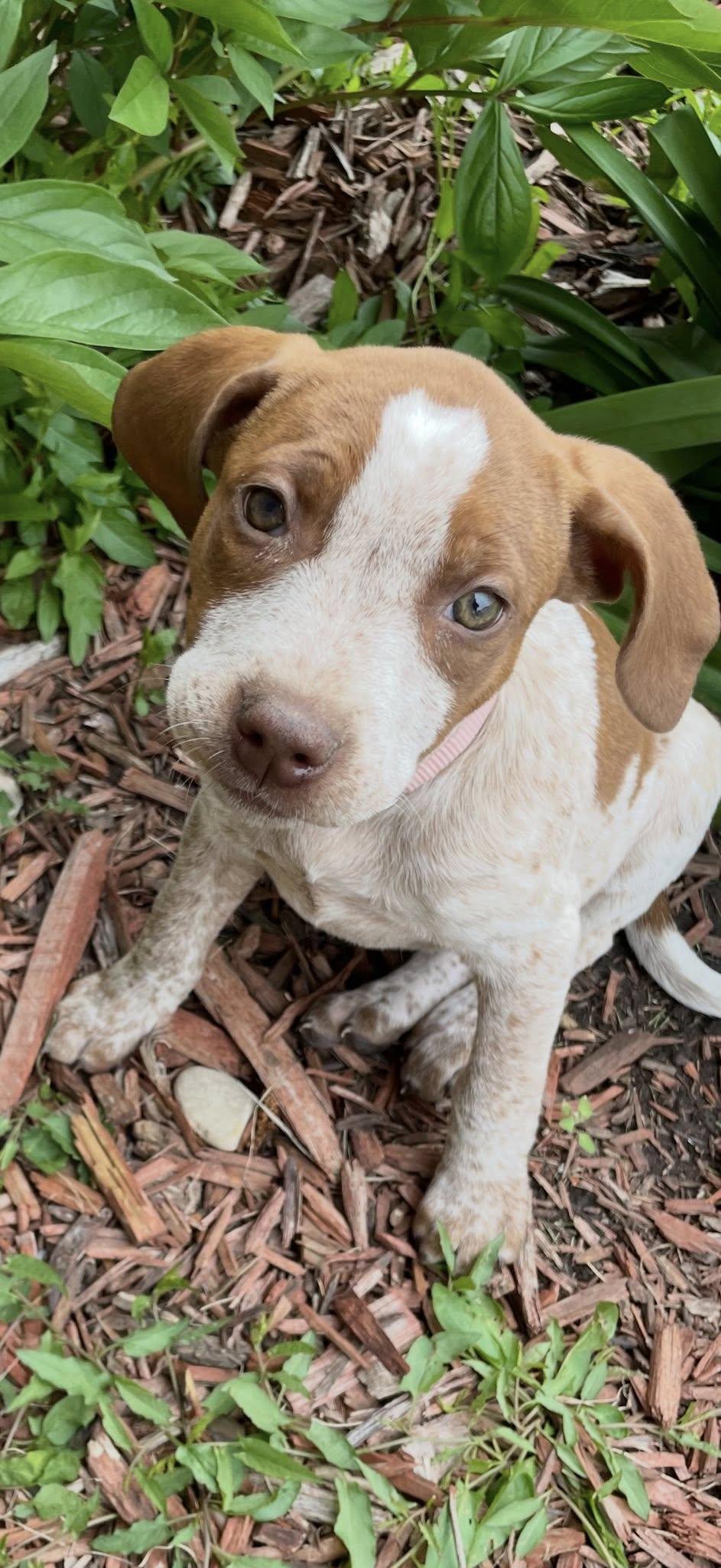 Ginger, a ADOPTABLE Mixed Breed in Schaumburg, IL image 5/6