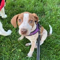 Ginger, a ADOPTABLE Mixed Breed in Schaumburg, IL image 4/6